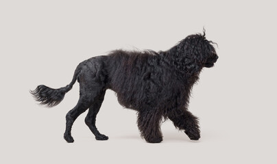 Beautiful Cao de Agua profile view