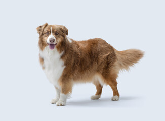 Fototapeta premium Portrait of a healthy Australian Sheperd dog