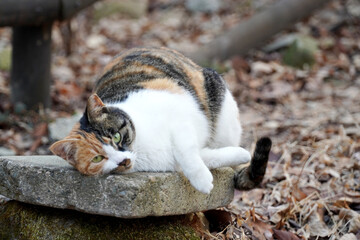 cat in the garden