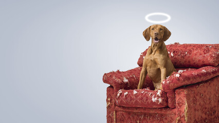 Smart dog pretending to be innocent