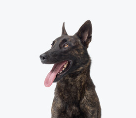 Portrait of a happy Dutch Sheperd