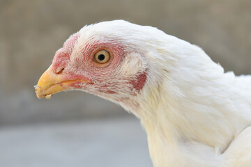 Closeup of the head of a hen with a red crest, Chicken face closeup, Closeup hen face with blur background, Portrait of a hen face, close up chicken or hen in the rural farm, domestic chicken