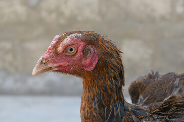Closeup of the head of a hen with a red crest, Chicken face closeup, Closeup hen face with blur background, Portrait of a hen face, close up chicken or hen in the rural farm, domestic chicken