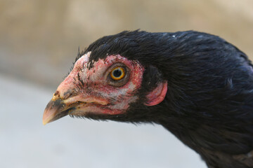 Closeup of the head of a hen with a red crest, Chicken face closeup, Closeup hen face with blur background, Portrait of a hen face, close up chicken or hen in the rural farm, domestic chicken