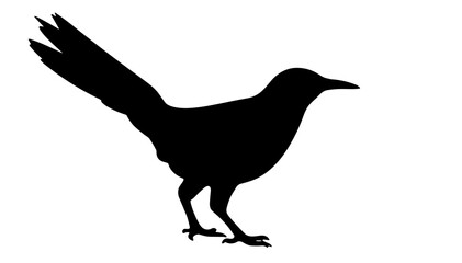 Obraz premium Silhouette of a bird standing