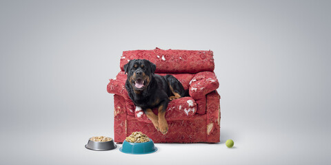 Spoiled dog resting on a ripped armchair