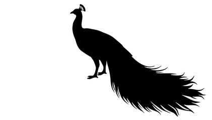Fototapeta premium Silhouette of peacock standing against a white background