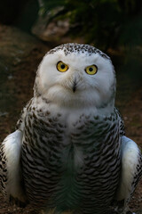 portrait of a beautiful snow owl (Bubo scandiacus).