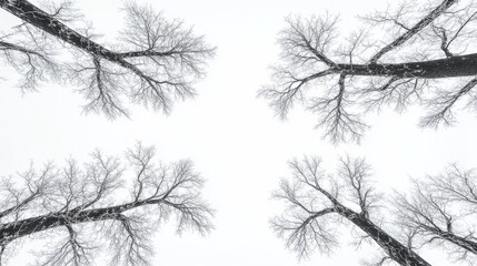 A serene view of winter trees against a gray sky, creating a tranquil atmosphere.