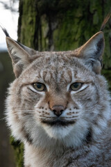  Eurasian Lynx - Lynx lynx winter fur