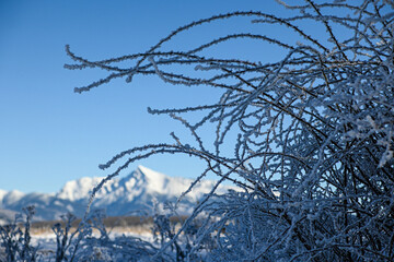 Close-up of a frozen branch covered with hoarfrost crystals, creating a delicate winter scene with snow-capped mountains in the background
