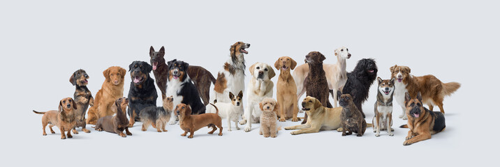 Large group of different dogs