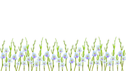 Asystasia gangetica or Chinese violet isolated on transparent background, bottom background