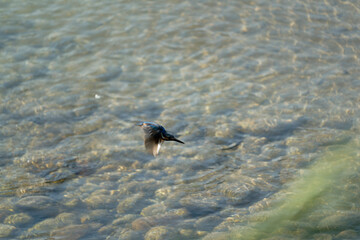 Common kingfisher hovering