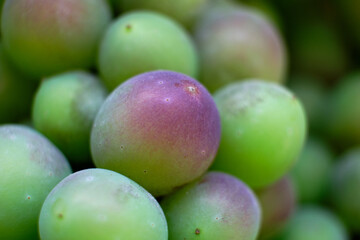Bunches of ripening blue grapes close-up
