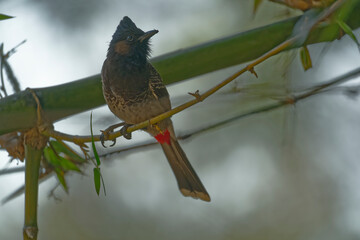 Red vented bulbul