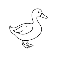 duck isolated on white background