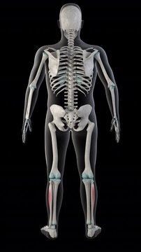Extensor Digitorum Longus Muscles on Whole Human Body Vertical Video