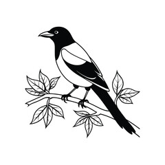 magpai bird on a branch