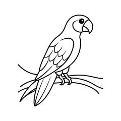 parrot on white background