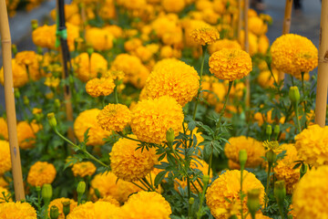 Yellow marigold flowers in the flower garden.