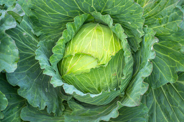 Fototapeta premium Cabbage that has not been sprayed with pesticides gets eaten by insects, leaving holes and damaged spots.