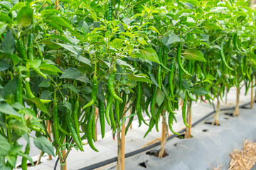 The fruits of the chili peppers in the chili pepper field.