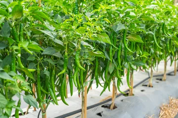 Fotobehang Chili Pepers The fruits of the chili peppers in the chili pepper field.  © Around Ball