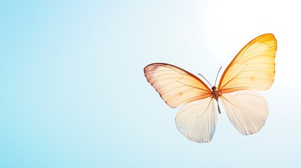 A delicate butterfly with orange and white wings flutters against a soft blue background, symbolizing beauty and transformation.