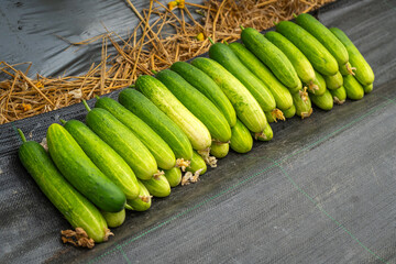 The cucumbers are picked and neatly arranged to create a beautiful display.