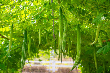The fruit of the Snake Gourd hangs in the dome where it is grown.