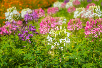 Colorful Cleome flowers (Spider Flowers) blooming in a flower garden.