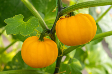 Fancy pumpkins are pumpkins with unique shapes and beautiful colors. They are grown for decoration and are also edible.