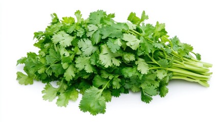 A bundle of aromatic cilantro sprigs, Each leaf fragrant with herbal goodness, Set against an isolated white background to capture its fresh