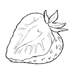 Strawberry hand drawn vector illustration. Strawberries sketch. Vector illustration.