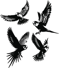 set of budgerigar flying poses,black and white budgie, budgerigar silhouette