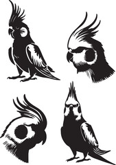set of cockatiel sitting poses,black and white cockatiel, cockatiel perched, bird vector art, wildlife silhouette