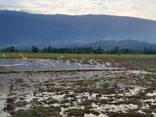 Stork in the fields with mountain background.
