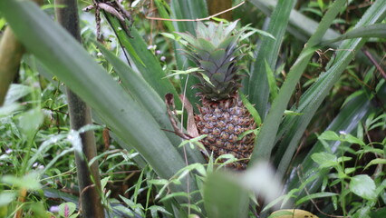 pineapple in the field