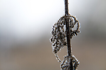 Winter, plants covered with falling rime. Nature and gardening.
