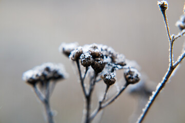Winter, plants covered with falling rime. Nature and gardening.
