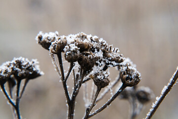 Winter, plants covered with falling rime. Nature and gardening.

