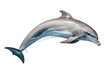 jumping dolphin isolated on white