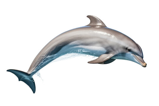 jumping dolphin isolated on white