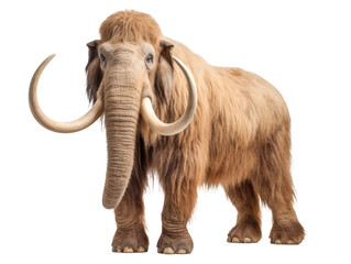 Obraz premium mammoth isolated on white or transparent png