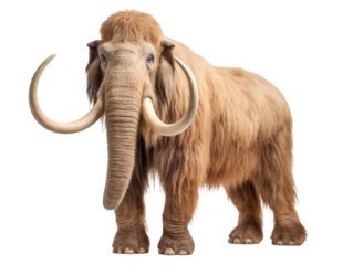 mammoth isolated on white or transparent png