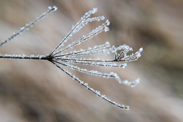 Obraz premium Winter, plants covered with falling rime. Nature and gardening. 