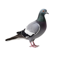 pigeon isolated on white or transparent png