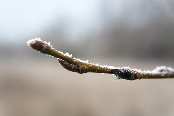 Winter, plants covered with falling rime. Nature and gardening.
