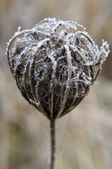 Winter, plants covered with falling rime. Nature and gardening.

